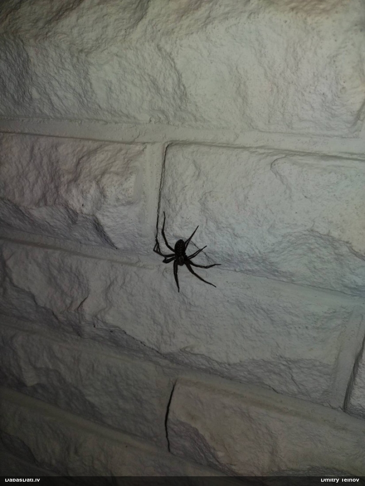 Piltuvjzirneklis Tegenaria sp.