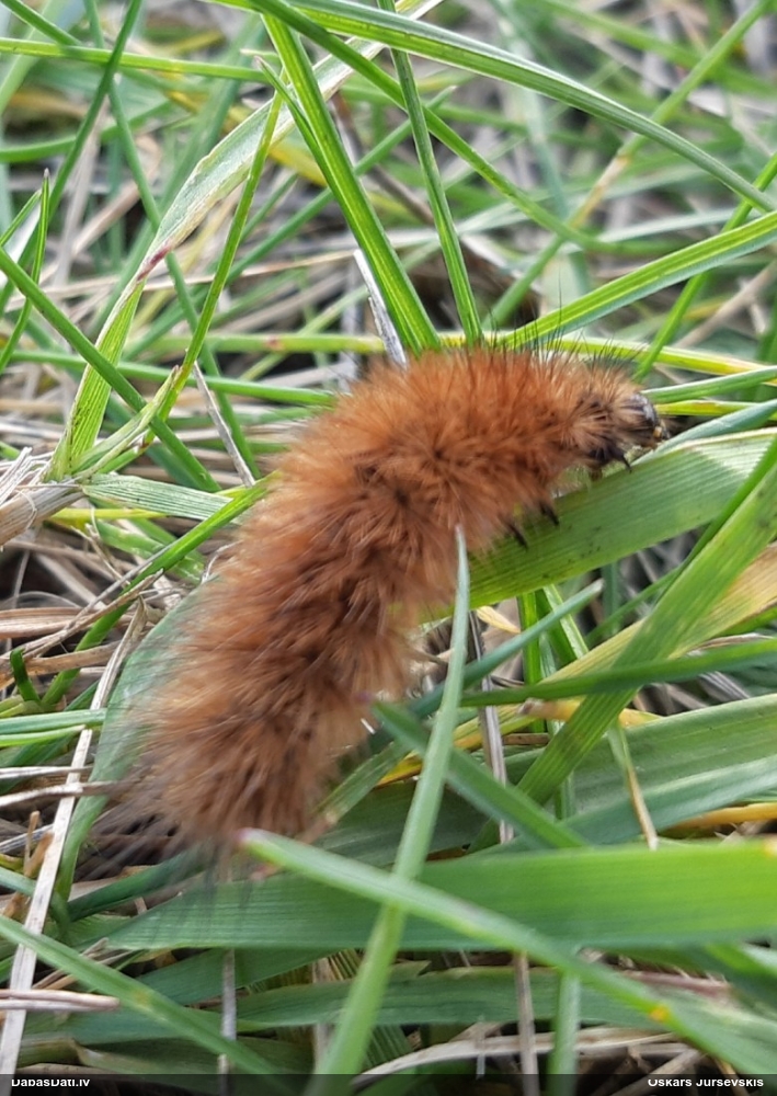 Sarkanbrūnais lācītis