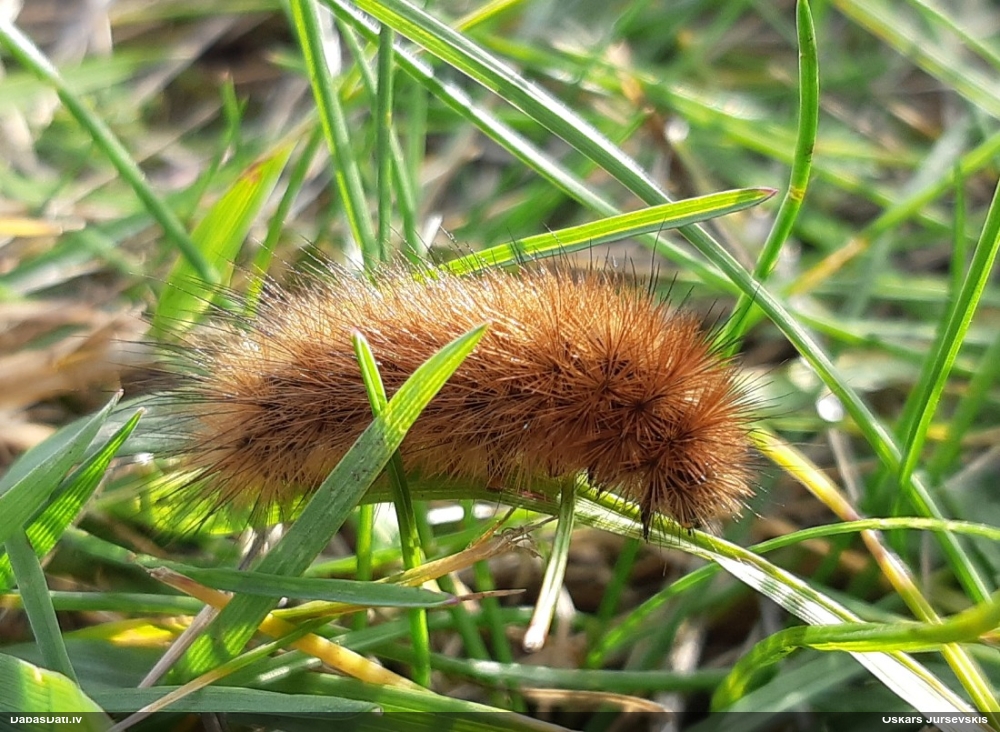 Sarkanbrūnais lācītis