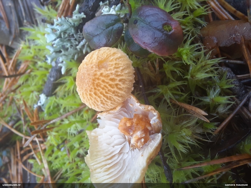 Graudcepurīte (nenoteikta)