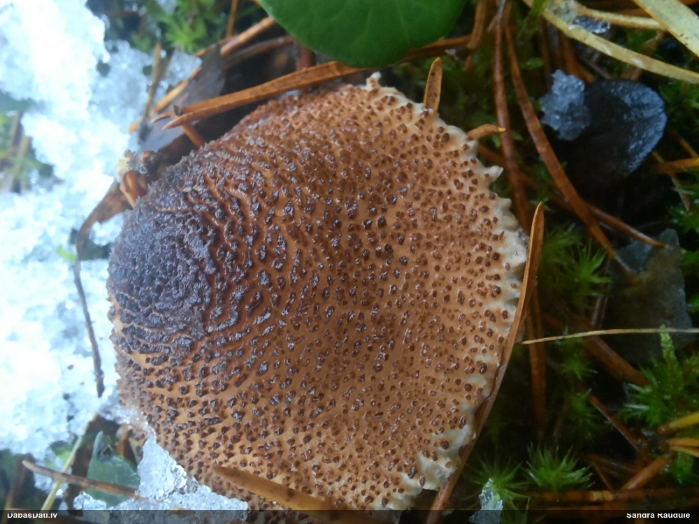 Smailzvīņu saulsardzene