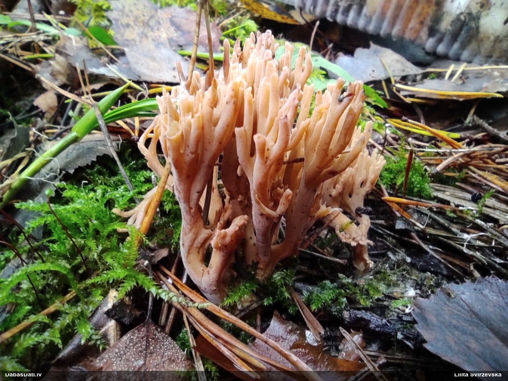 Korallene Ramaria sp.