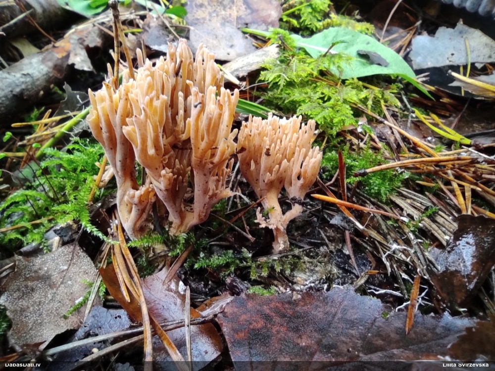 Korallene Ramaria sp.