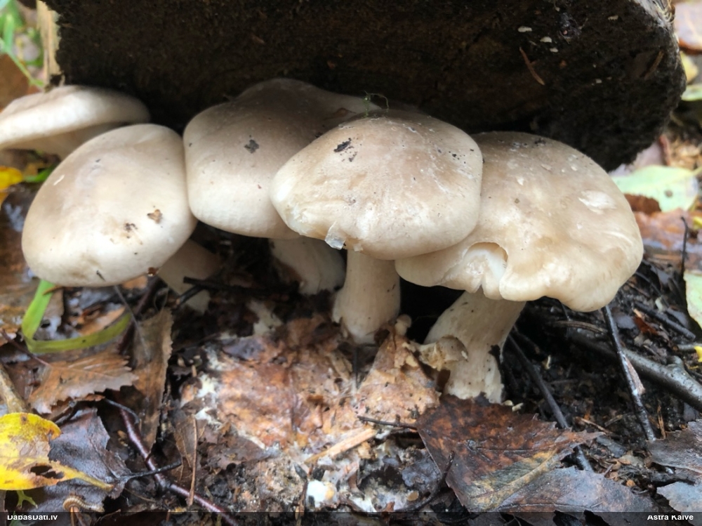 Dūmainā aplocene, piltuvene, liepene