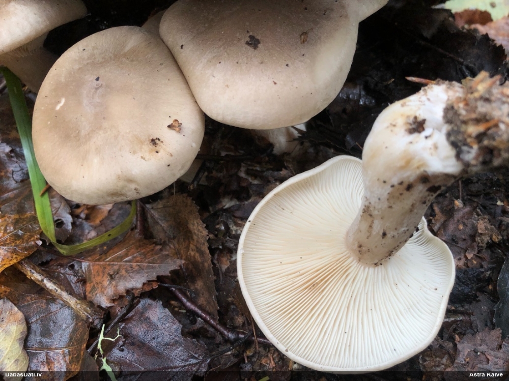 Dūmainā aplocene, piltuvene, liepene