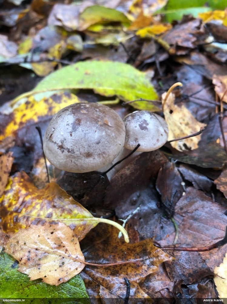 Dūmainā aplocene, piltuvene, liepene