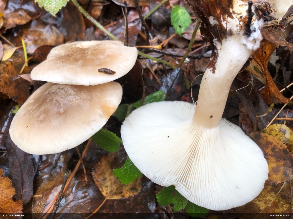Dūmainā aplocene, piltuvene, liepene