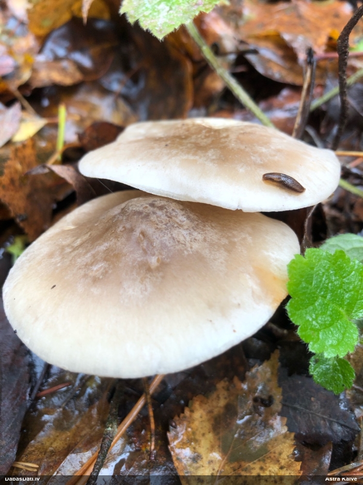 Dūmainā aplocene, piltuvene, liepene