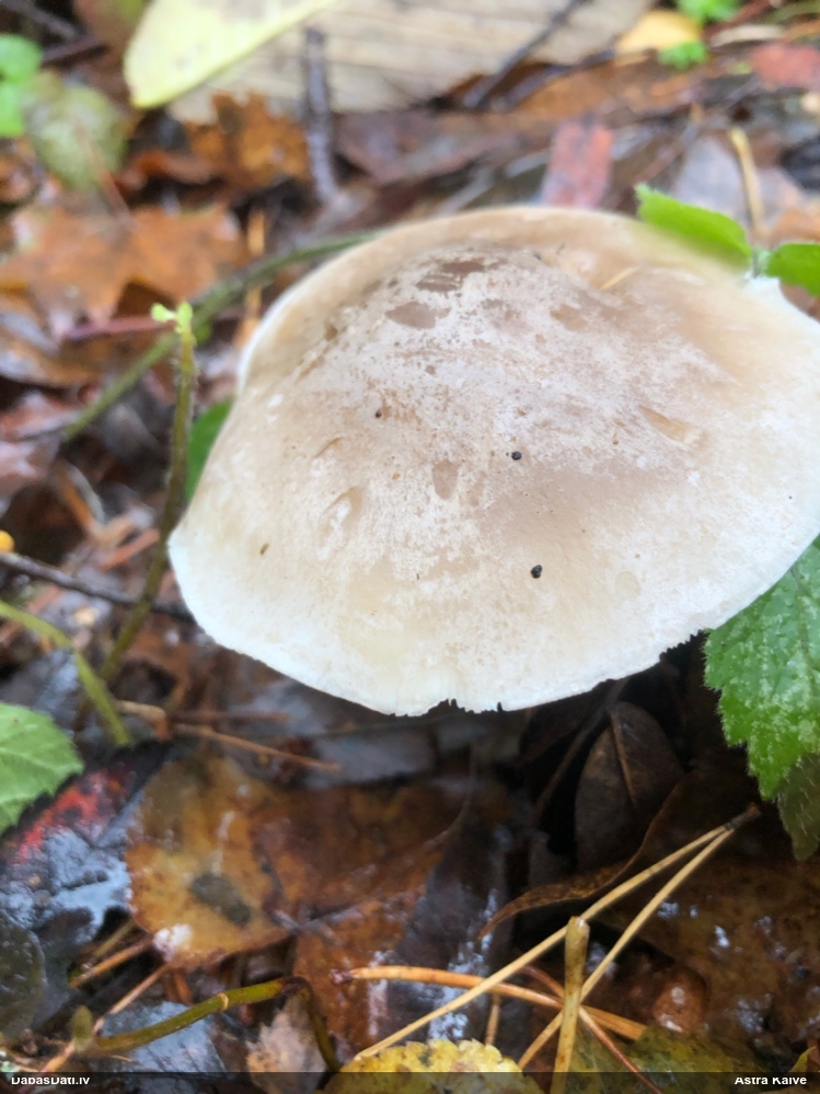 Dūmainā aplocene, piltuvene, liepene