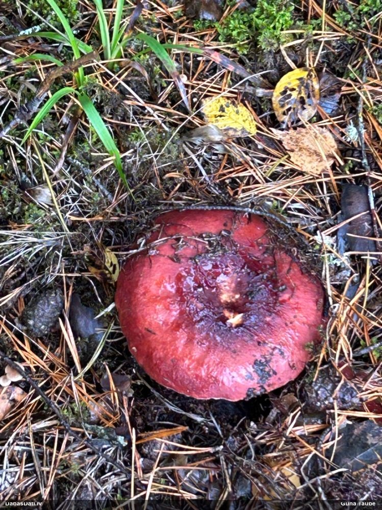 Bērzlape (nenoteikta)