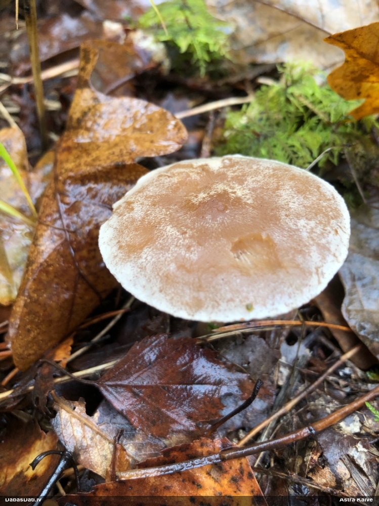 Tīmeklene Cortinarius sp.