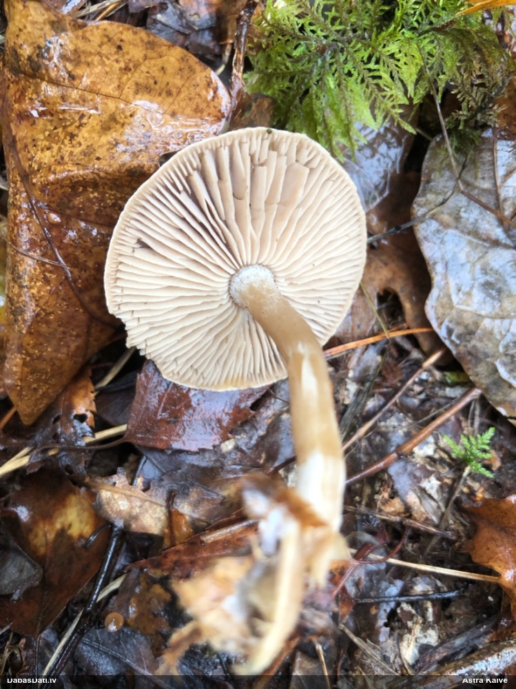 Tīmeklene Cortinarius sp.