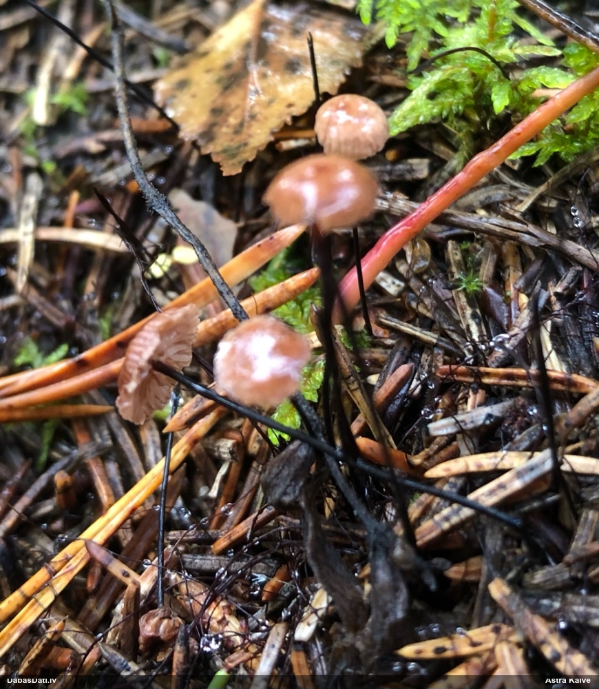 Vītene (nenoteikta)