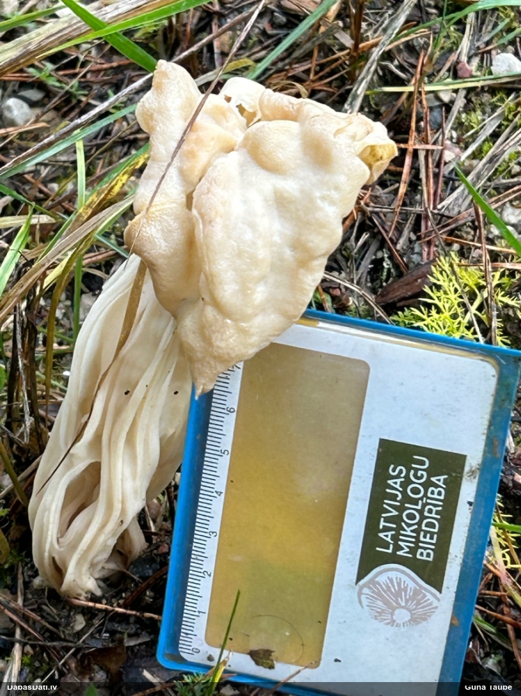 курчавый лопастник