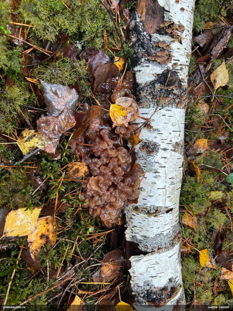 Brūnā receklene