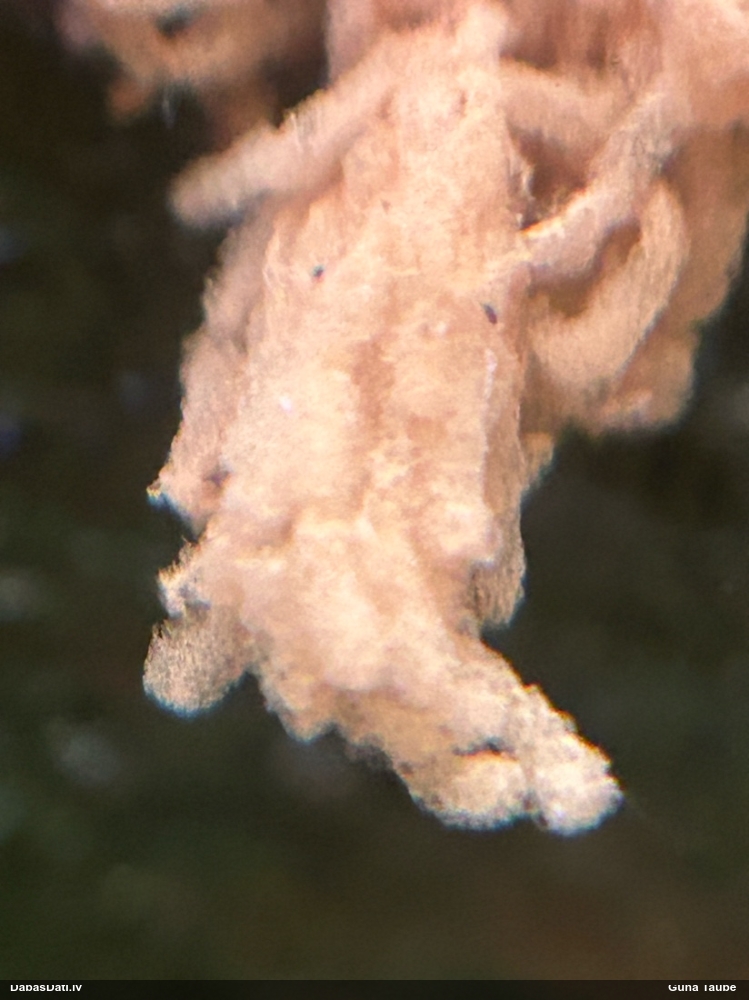Bēšā arcīrija