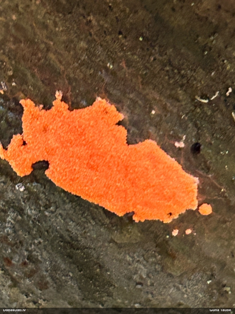 Gļotsēne (nenoteikta)