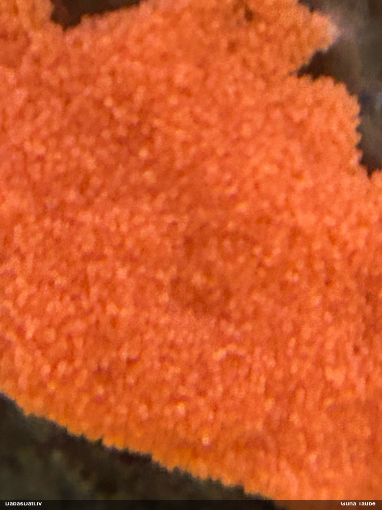 Gļotsēne (nenoteikta)