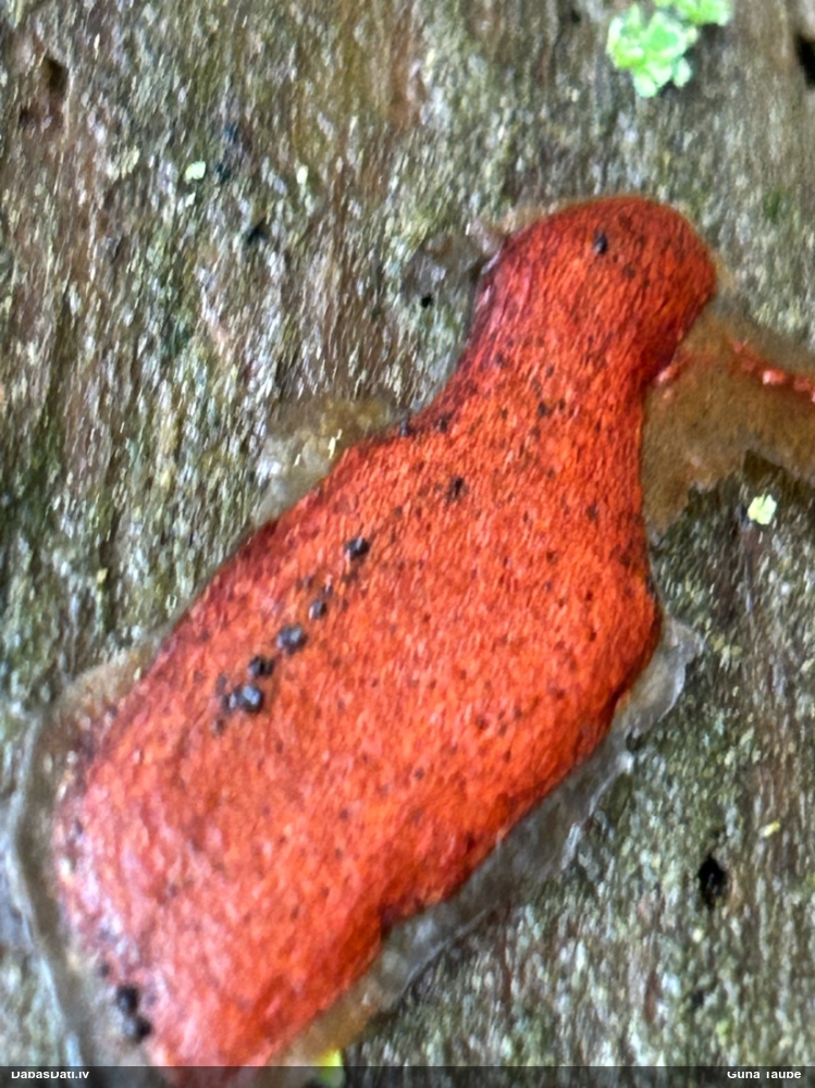 Gļotsēne (nenoteikta)