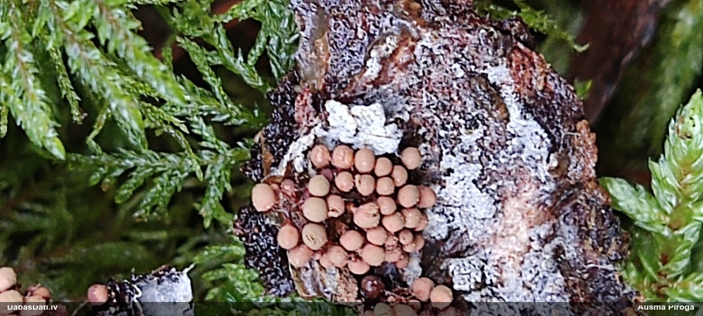 Gļotsēne (nenoteikta)