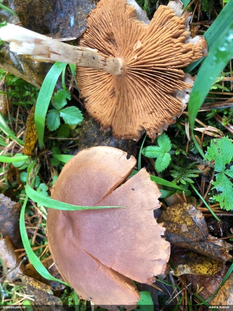 Tīmeklene Cortinarius sp.