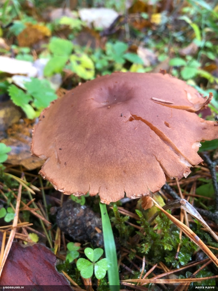 Tīmeklene Cortinarius sp.