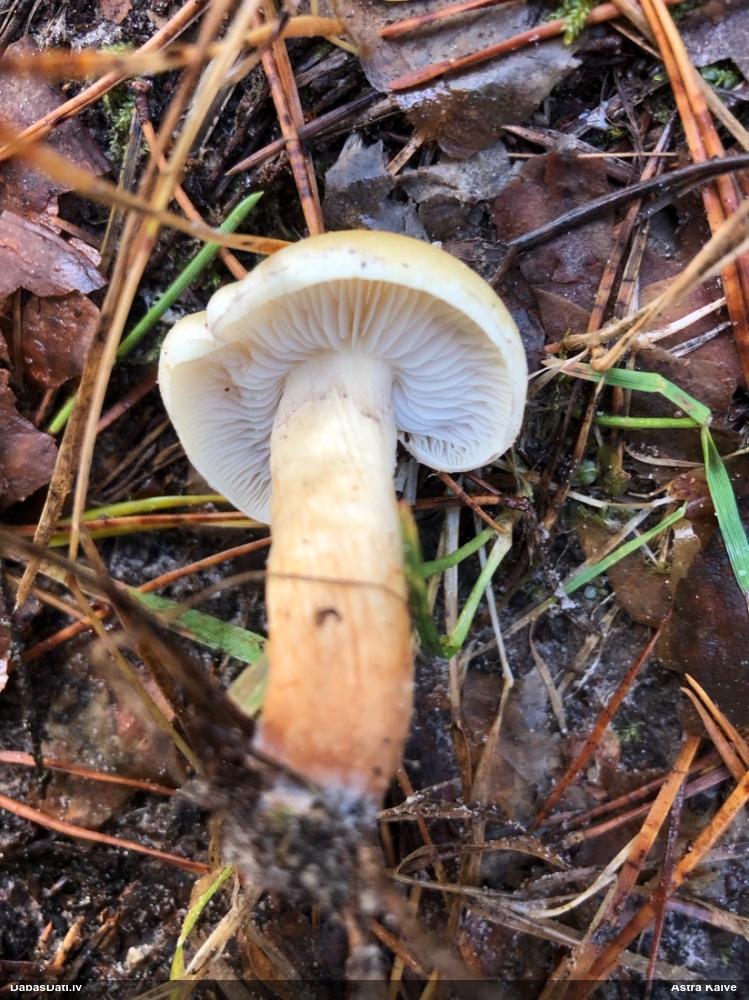 Lapiņsēne (nenoteikta)