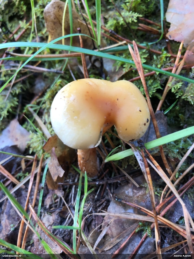 Lapiņsēne (nenoteikta)
