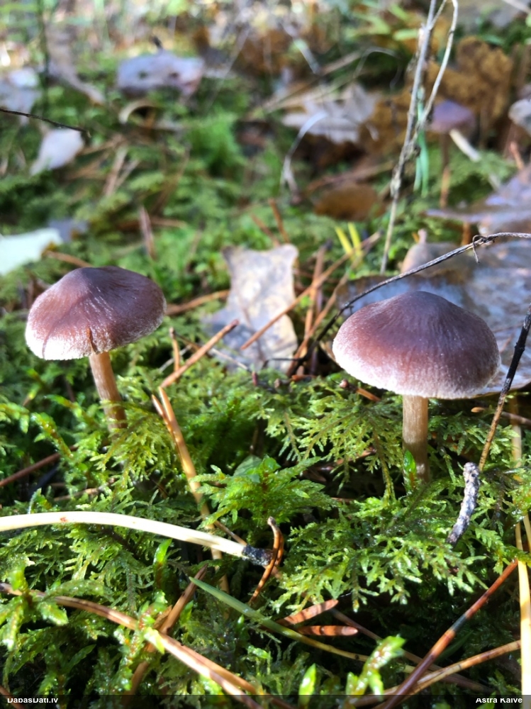 Tīmeklene Cortinarius sp.