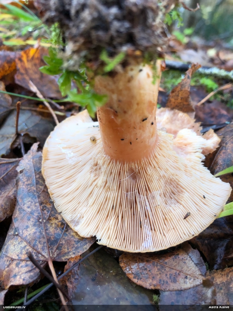 Parastais vilnītis
