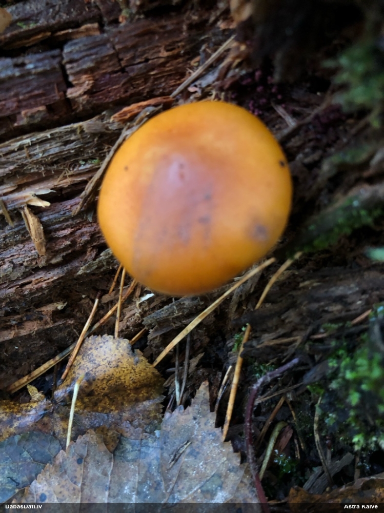 Lapiņsēne (nenoteikta)