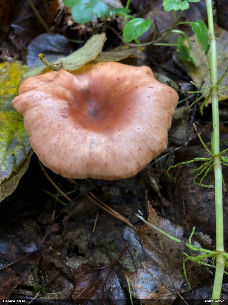 Līganā aplocene