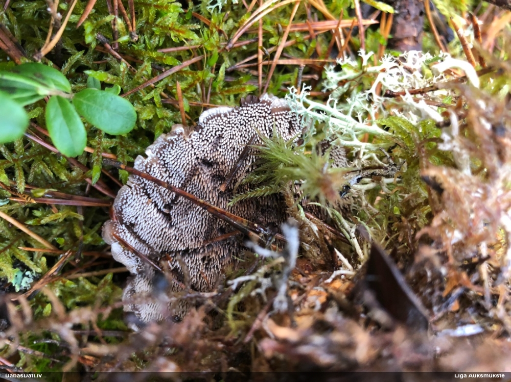 Kopaugošā brūnzobe Hydnellum concrescens