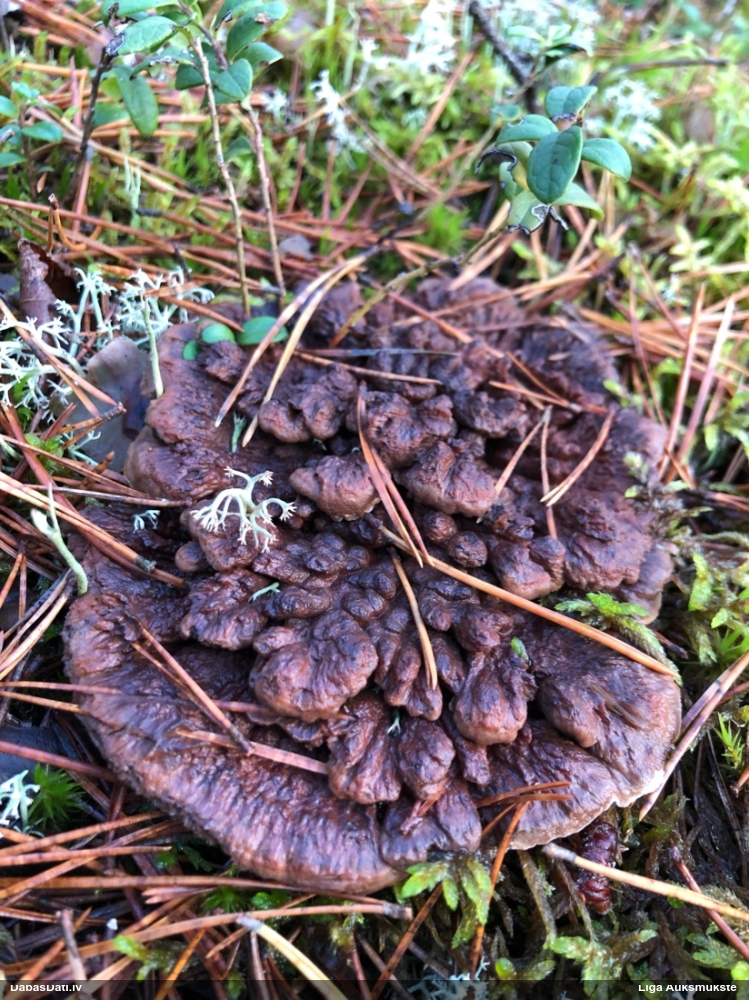 Kopaugošā brūnzobe Hydnellum concrescens