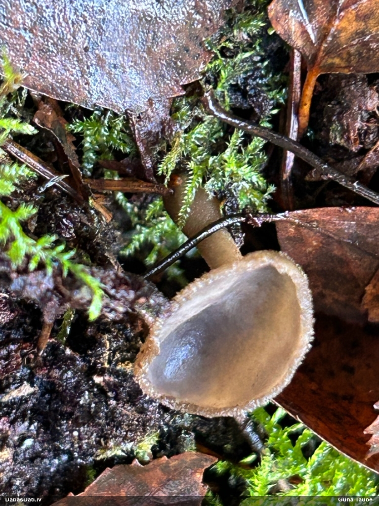 Kātkausa rumpucis