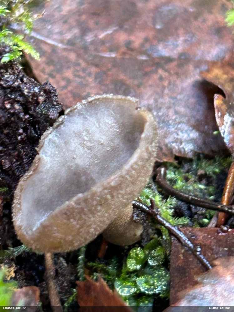 Kātkausa rumpucis