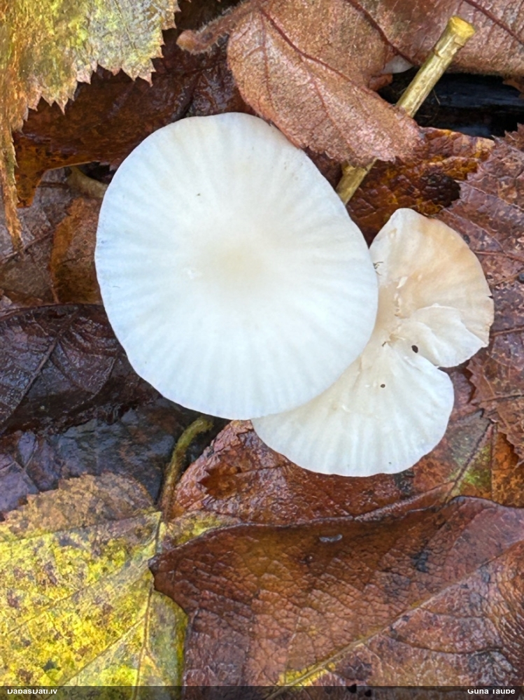 Gliemezene (nenoteikta)