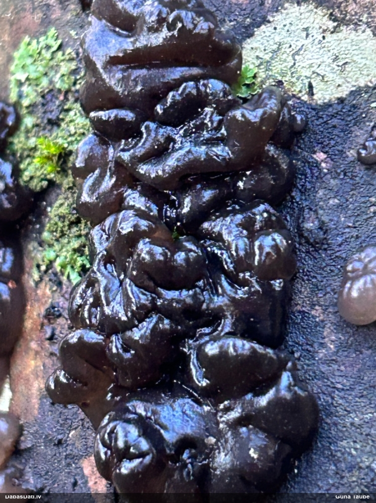 Black Jelly Roll