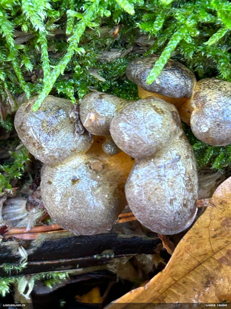 Vēlā pundurkamolene