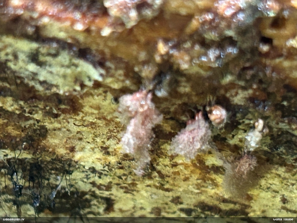 Sardelīšu sprodzīte