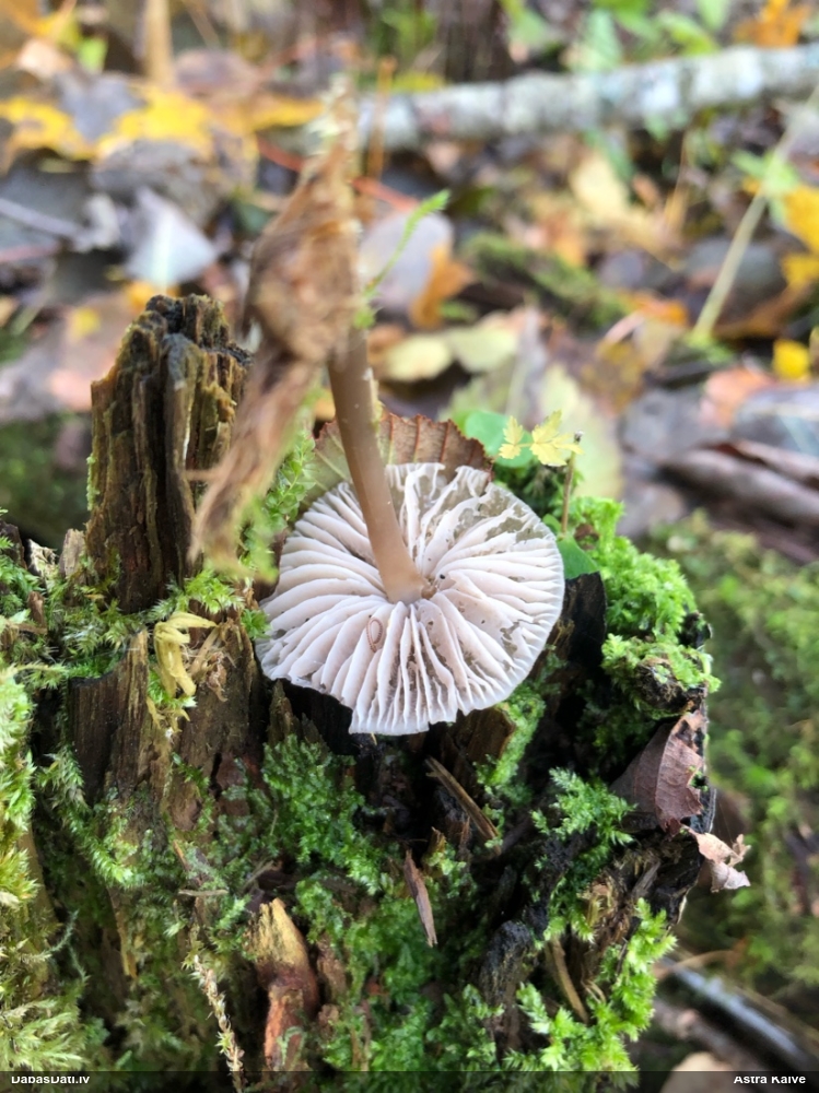 Sēntiņa (nenoteikta)
