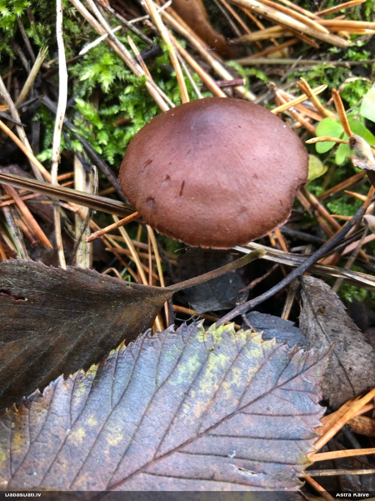 Tīmeklene Cortinarius sp.