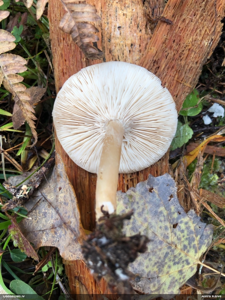 Sviesta vērdiņsēne