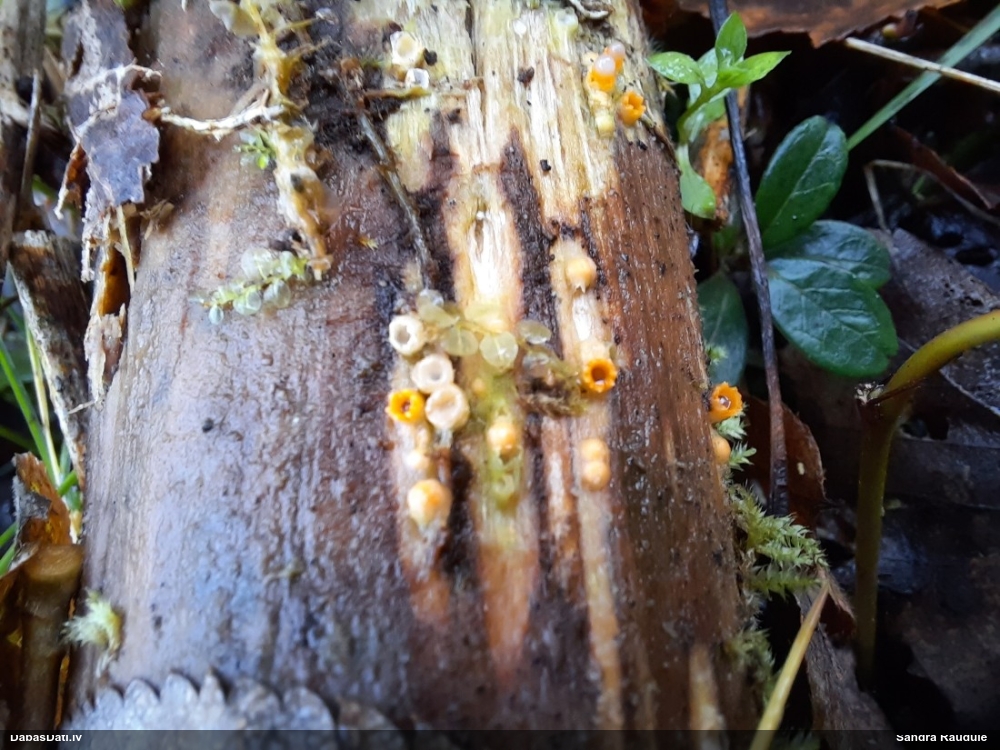 Cannon Fungus