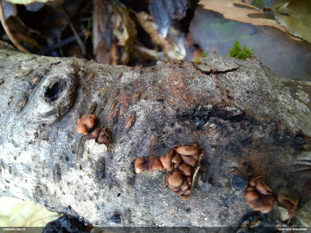 Koksnene Hypoxylon petriniae