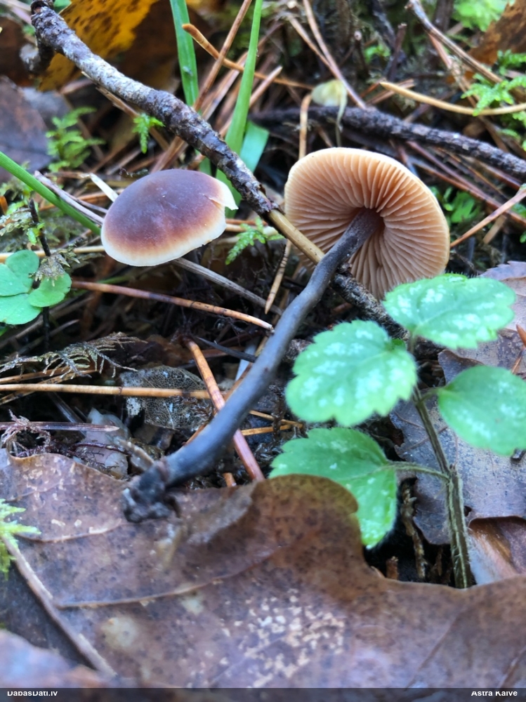 Gurķu makrocistīdija