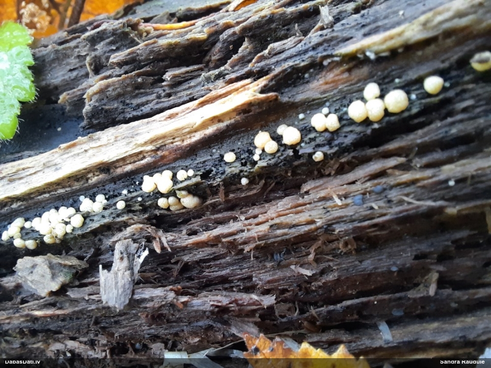 Sēne Helicogloea compressa
