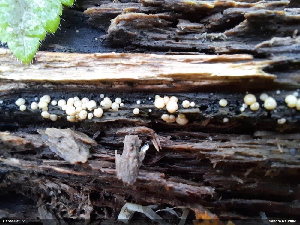Sēne Helicogloea compressa