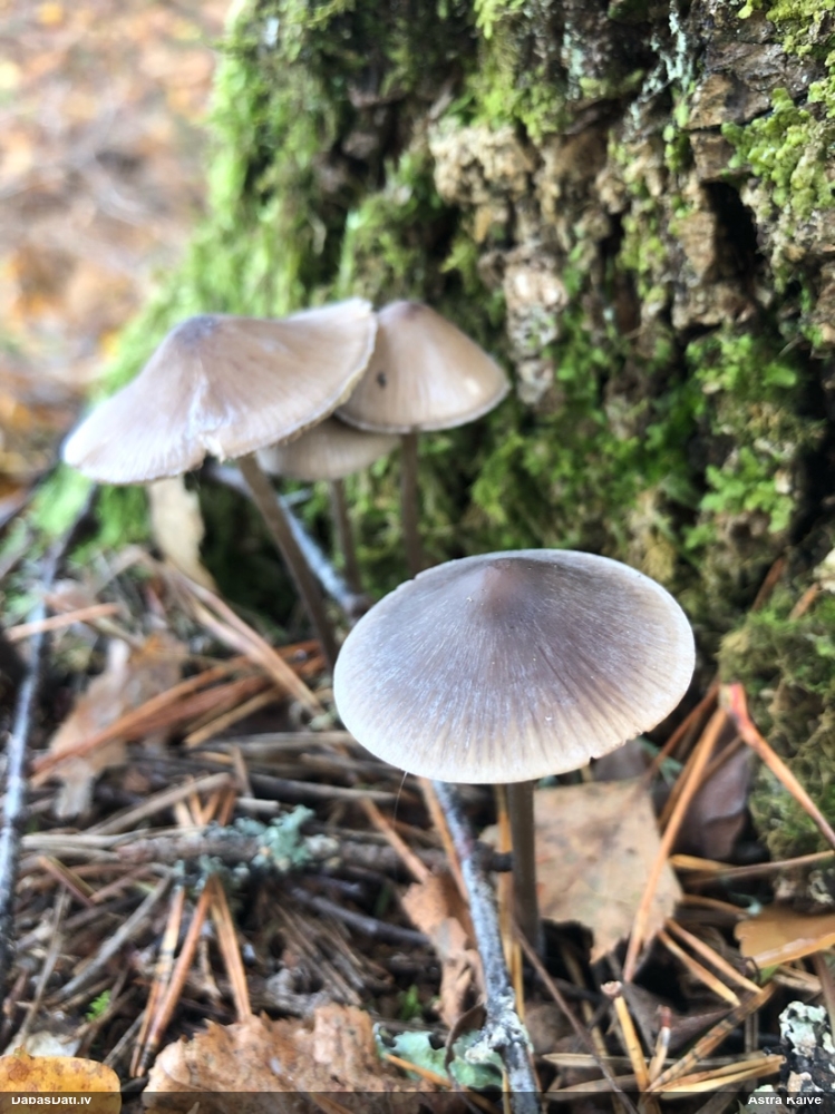 Sēntiņa (nenoteikta)