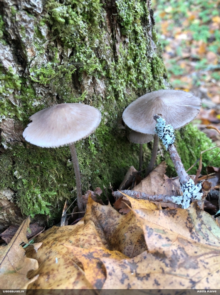 Sēntiņa (nenoteikta)